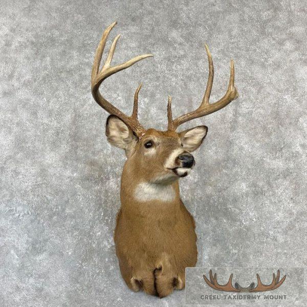 Whitetail Deer Taxidermy Shoulder Mount For Sale