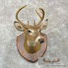 Whitetail Deer Taxidermy Shoulder Mount For Sale