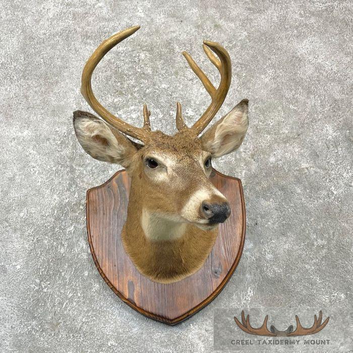 Whitetail Deer Taxidermy Shoulder Mount For Sale