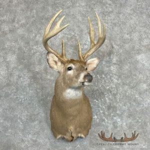 Whitetail Deer Shoulder Taxidermy Mount Taxidermy