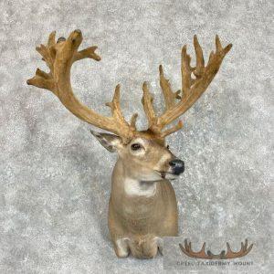Whitetail Deer Shoulder Taxidermy Mount Taxidermy