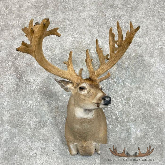 Whitetail Deer Shoulder Taxidermy Mount For Sale