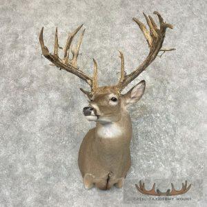 Whitetail Deer Shoulder Taxidermy Mount Taxidermy