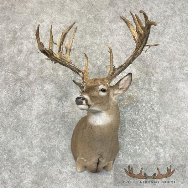Whitetail Deer Shoulder Taxidermy Mount For Sale