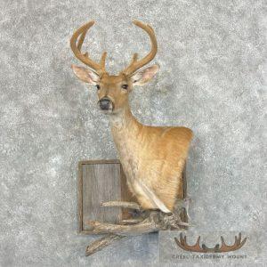 Whitetail Deer Shoulder Taxidermy Mount Taxidermy