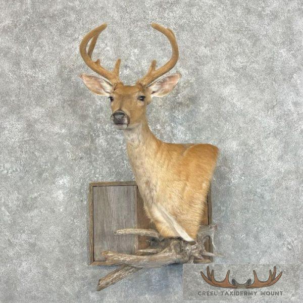 Whitetail Deer Shoulder Taxidermy Mount For Sale