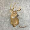 Whitetail Deer Taxidermy Shoulder Mount For Sale
