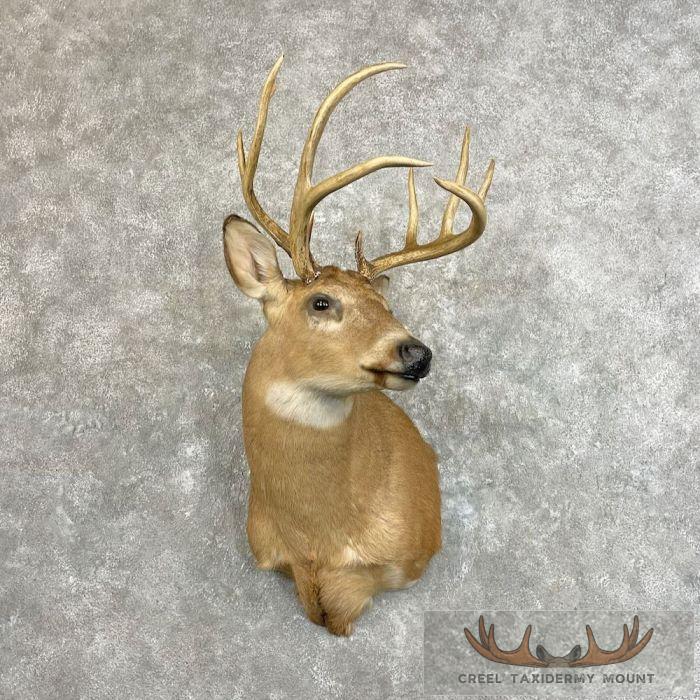 Whitetail Deer Taxidermy Shoulder Mount For Sale