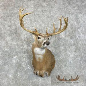 Whitetail Deer Shoulder Taxidermy Mount Taxidermy