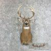 Whitetail Deer Taxidermy Shoulder Mount For Sale