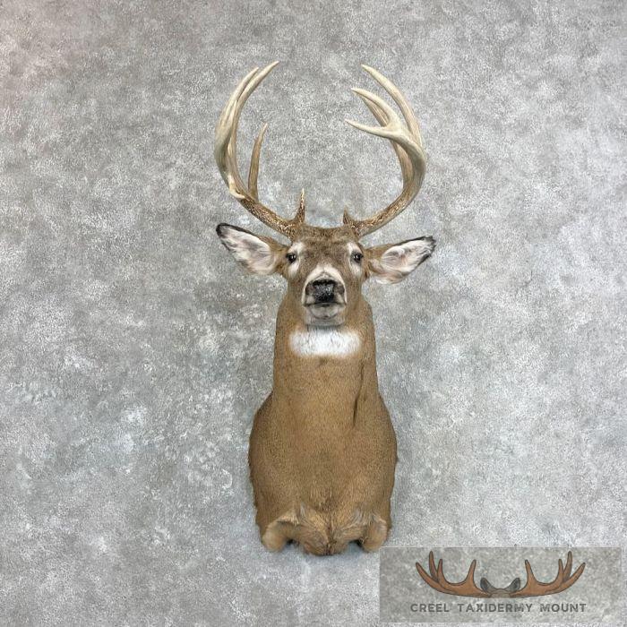 Whitetail Deer Taxidermy Shoulder Mount For Sale