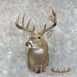 Whitetail Deer Shoulder Taxidermy Mount Taxidermy