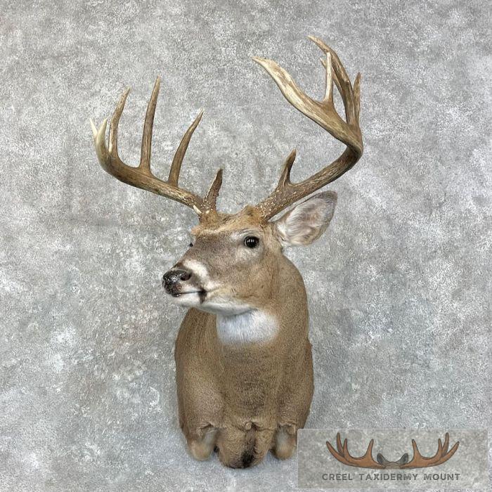 Whitetail Deer Shoulder Taxidermy Mount For Sale
