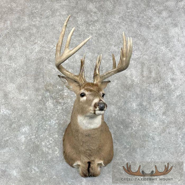 Whitetail Deer Shoulder Taxidermy Mount For Sale