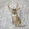 Whitetail Deer Taxidermy Shoulder Mount For Sale