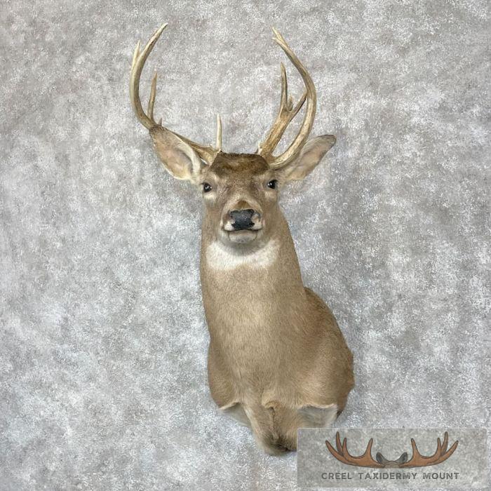 Whitetail Deer Taxidermy Shoulder Mount For Sale
