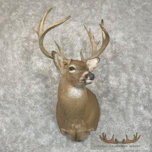 Whitetail Deer Shoulder Taxidermy Mount Taxidermy
