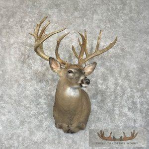 Whitetail Deer Shoulder Taxidermy Mount Taxidermy