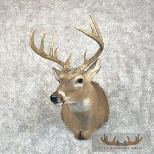 Whitetail Deer Shoulder Taxidermy Mount Taxidermy