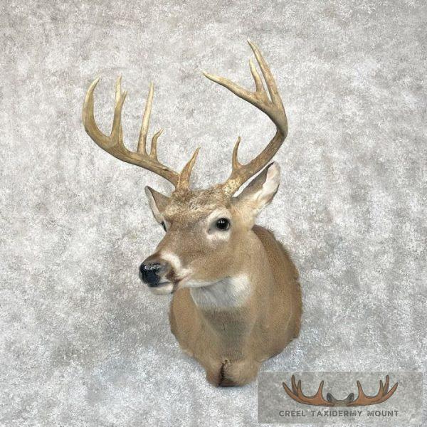Whitetail Deer Shoulder Taxidermy Mount For Sale