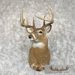 Whitetail Deer Shoulder Taxidermy Mount Taxidermy