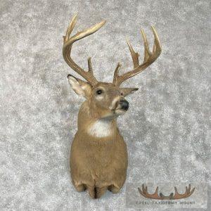 Whitetail Deer Shoulder Taxidermy Mount Taxidermy