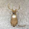 Whitetail Deer Taxidermy Shoulder Mount For Sale