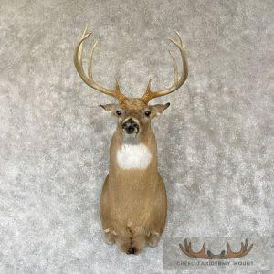 Whitetail Deer Taxidermy Shoulder Mount For Sale