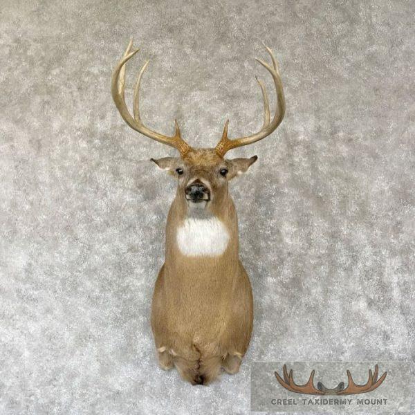 Whitetail Deer Taxidermy Shoulder Mount For Sale