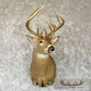 Whitetail Deer Shoulder Taxidermy Mount Taxidermy