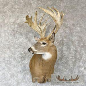 Whitetail Deer Shoulder Taxidermy Mount Taxidermy