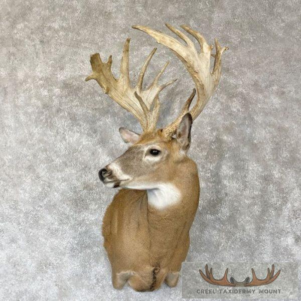 Whitetail Deer Shoulder Taxidermy Mount For Sale