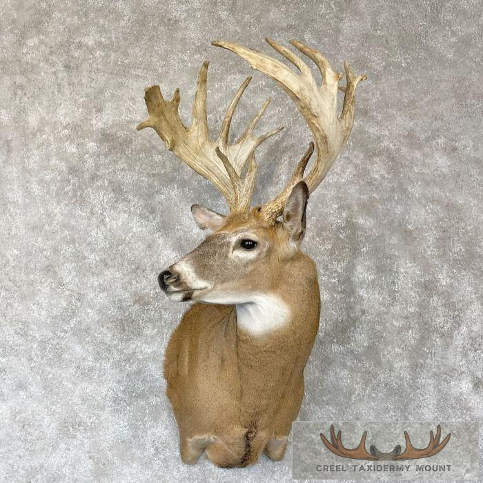 Whitetail Deer Shoulder Taxidermy Mount For Sale