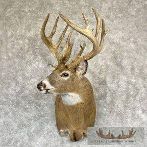 Whitetail Deer Shoulder Taxidermy Mount Taxidermy
