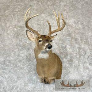 Whitetail Deer Shoulder Taxidermy Mount Taxidermy