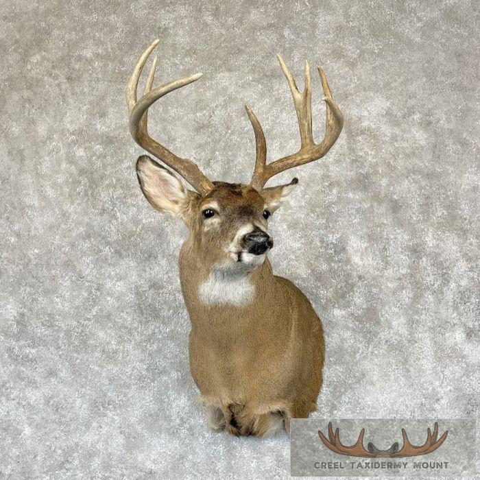 Whitetail Deer Shoulder Taxidermy Mount For Sale
