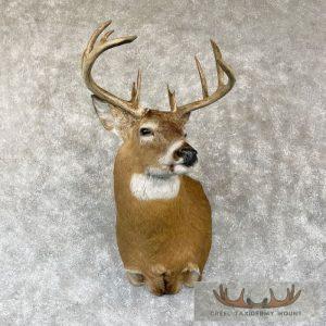 Whitetail Deer Shoulder Taxidermy Mount Taxidermy