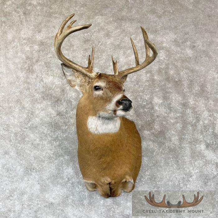Whitetail Deer Shoulder Taxidermy Mount For Sale