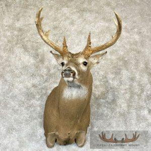 Whitetail Deer Shoulder Taxidermy Mount Taxidermy