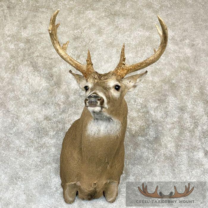 Whitetail Deer Shoulder Taxidermy Mount For Sale