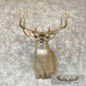 Whitetail Deer Shoulder Taxidermy Mount Taxidermy