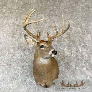 Whitetail Deer Shoulder Taxidermy Mount Taxidermy