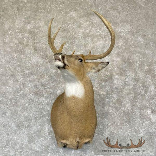 Whitetail Deer Shoulder Taxidermy Mount For Sale