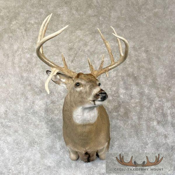 Whitetail Deer Shoulder Taxidermy Mount For Sale