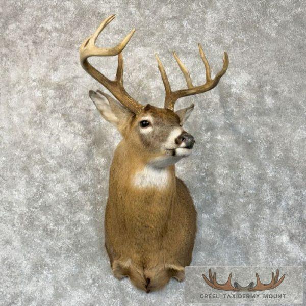Whitetail Deer Shoulder Taxidermy Mount For Sale