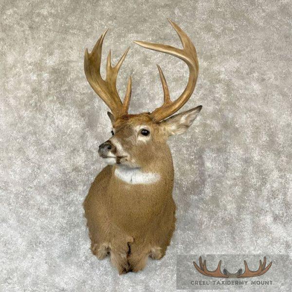Whitetail Deer Shoulder Taxidermy Mount For Sale
