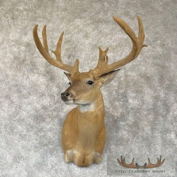 Whitetail Deer Shoulder Taxidermy Mount For Sale