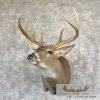 Whitetail Deer Taxidermy Shoulder Mount For Sale