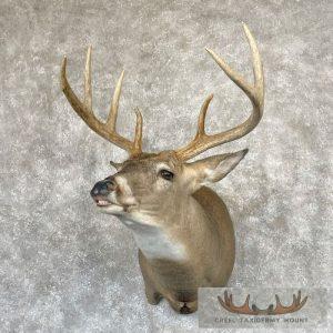 Whitetail Deer Taxidermy Shoulder Mount For Sale