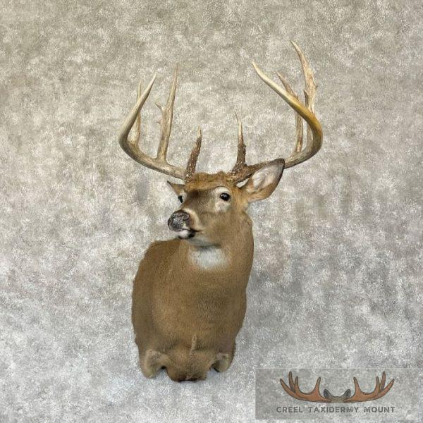 Whitetail Deer Shoulder Taxidermy Mount For Sale
